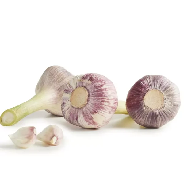 Ail violet d'Algérie